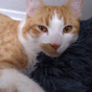 Meet your Posher, Cheryl